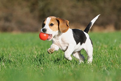 are lacrosse balls good for dogs