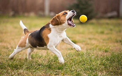 can dogs chew lacrosse balls